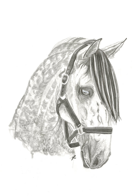 Dapple Grey Horse Print