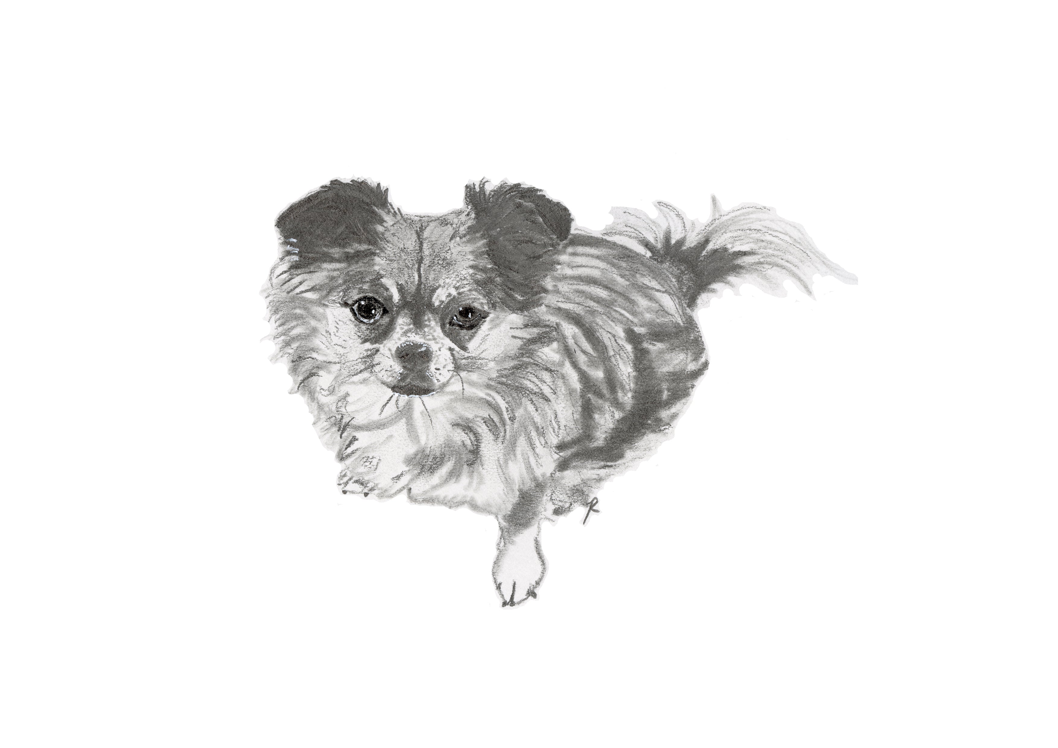 Dog drawing