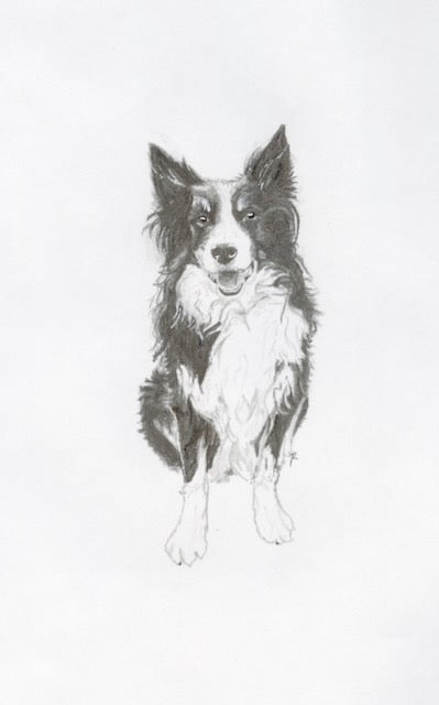 Dog drawing