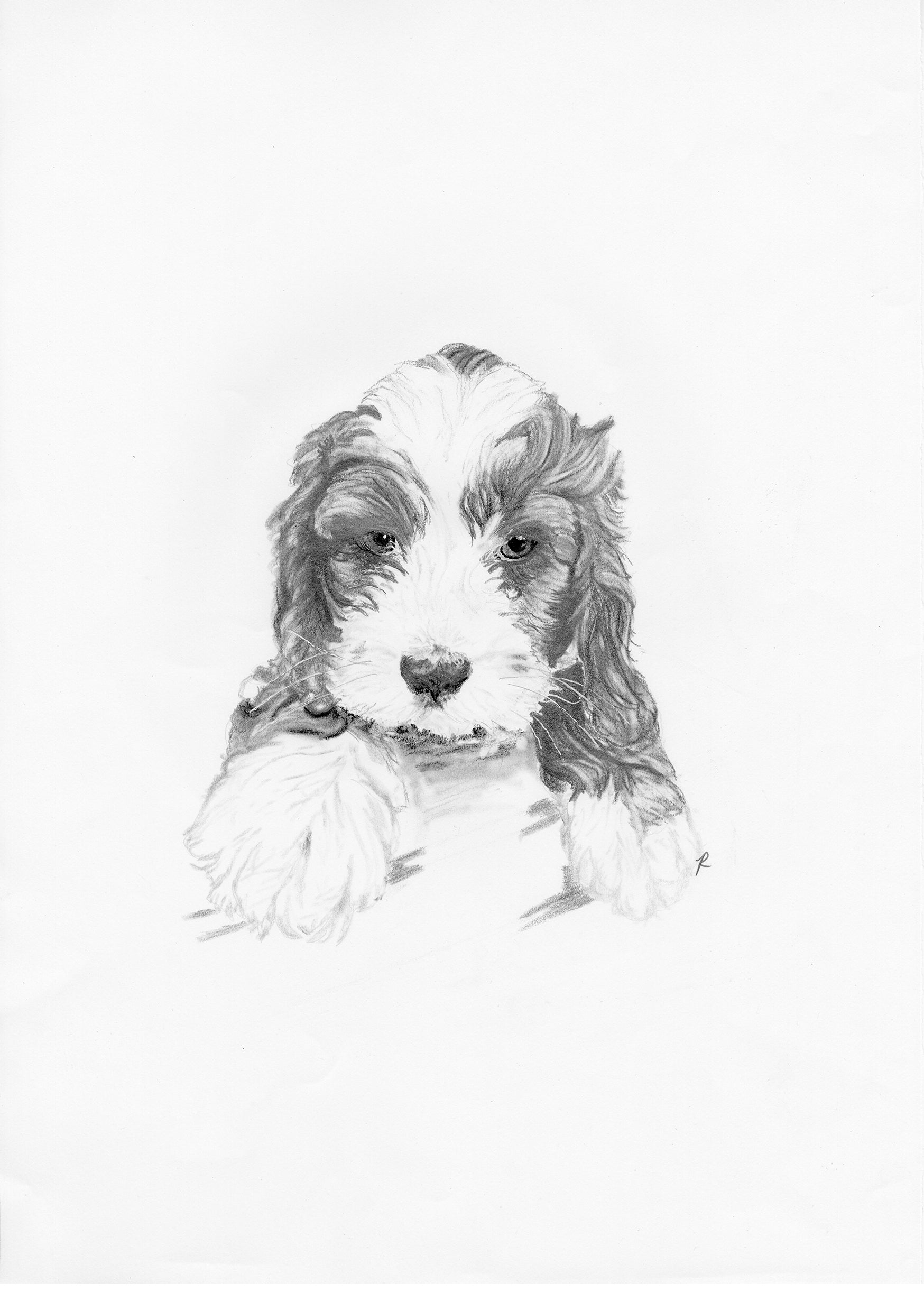 Cavapoo Dog Scetch Cavapoo Puppy Print